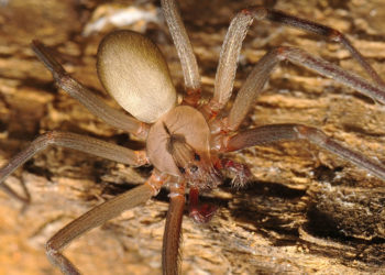 Araignée recluse brune – Faits, morsures, images et habitat