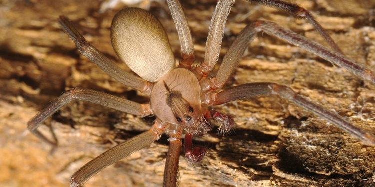 Araignée recluse brune – Faits, morsures, images et habitat