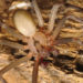 Araignée recluse brune – Faits, morsures, images et habitat