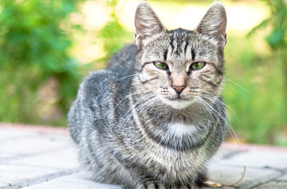 Beaucoup de chats âgés ne reçoivent pas les bons aliments