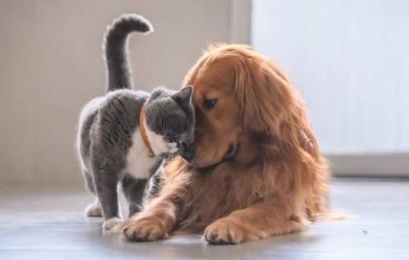 Cadeaux vétérinaires pour animaux de compagnie | Animauxinfo