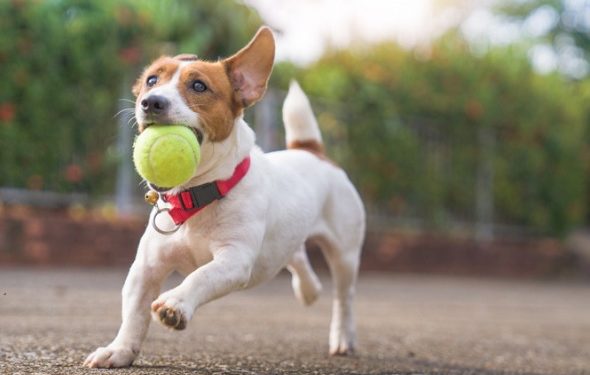 Calcul du poids santé de votre chien