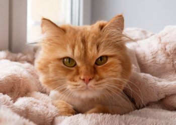 Cancer chez les chats: symptômes, types et traitement