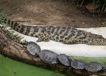 Caïman à museau large – Faits, régime alimentaire et renseignements sur l’habitat