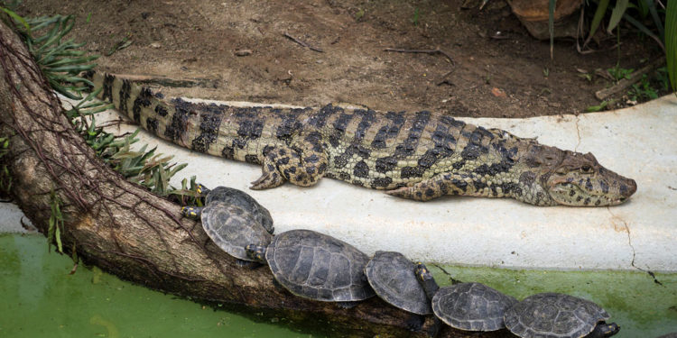 Caïman à museau large – Faits, régime alimentaire et renseignements sur l’habitat