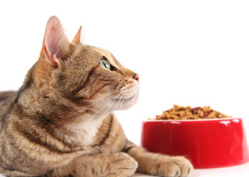 Ce que vous devez savoir sur les ingrédients de la nourriture de votre chat