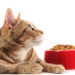 Ce que vous devez savoir sur les ingrédients de la nourriture de votre chat