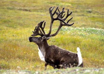 Cerf Caribou – Faits, informations et photos clés