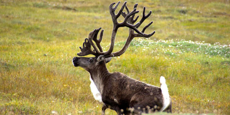 Cerf Caribou – Faits, informations et photos clés
