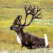 Cerf Caribou – Faits, informations et photos clés