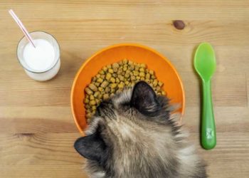 Changer le régime alimentaire de votre chat ne résoudra pas ses allergies