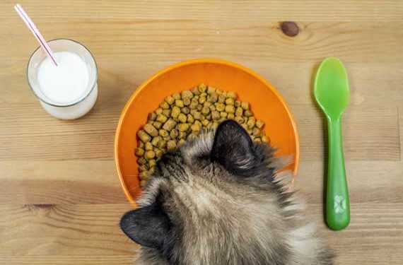 Changer le régime alimentaire de votre chat ne résoudra pas ses allergies