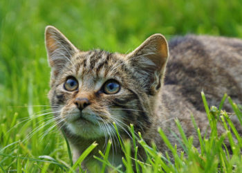 Chats sauvages britanniques – Faits, régime alimentaire et renseignements sur l’habitat