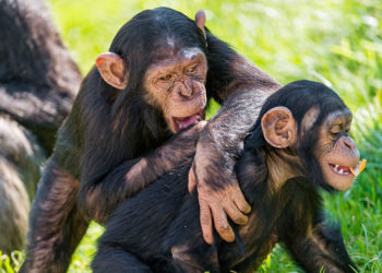 Chimpanzé de la forêt tropicale – Faits, informations et photos