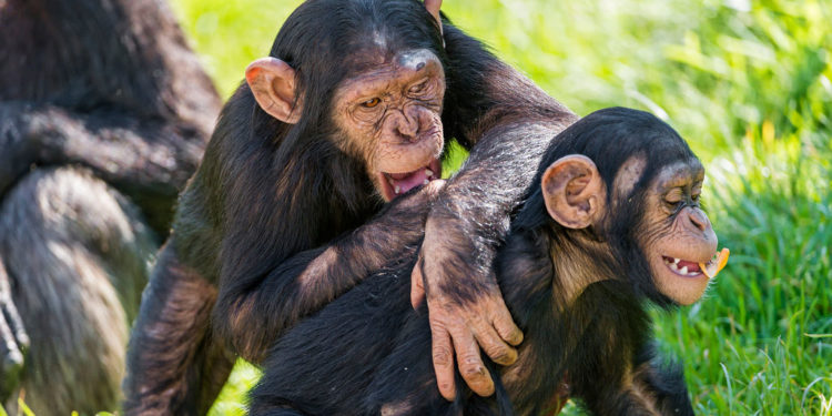 Chimpanzé de la forêt tropicale – Faits, informations et photos