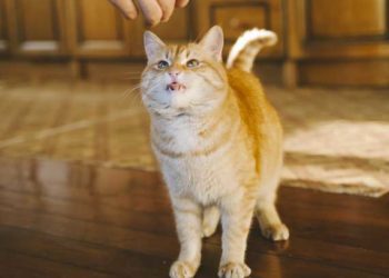 Choisir les friandises les plus saines pour votre chat