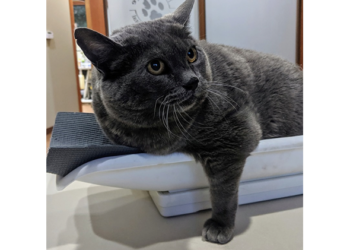 Cinderblock the Viral, Anti-Exercise Fat Cat Use Fame to Help Local Nonprofits