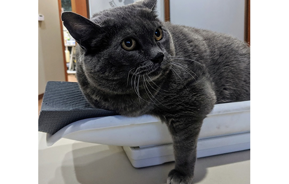 Cinderblock the Viral, Anti-Exercise Fat Cat Use Fame to Help Local Nonprofits