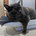 Cinderblock the Viral, Anti-Exercise Fat Cat Use Fame to Help Local Nonprofits
