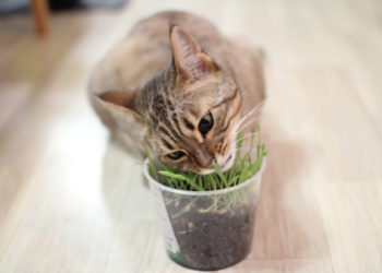 Cinq types d’herbe à acheter ou à cultiver pour votre chat