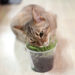 Cinq types d’herbe à acheter ou à cultiver pour votre chat