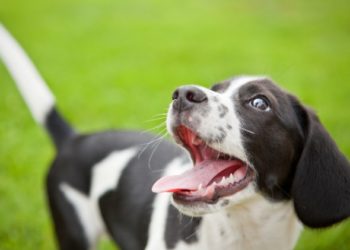 Combien de dents les chiens ont-ils et peuvent-ils les perdre?