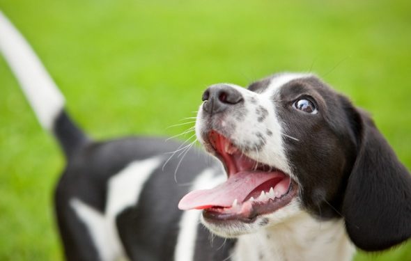 Combien de dents les chiens ont-ils et peuvent-ils les perdre?