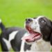 Combien de dents les chiens ont-ils et peuvent-ils les perdre?