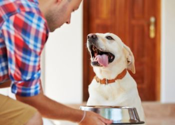 Combien les chiens devraient-ils manger? | Calculez la quantité de nourriture pour votre chien