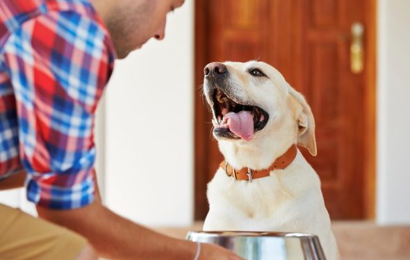 Combien les chiens devraient-ils manger? | Calculez la quantité de nourriture pour votre chien