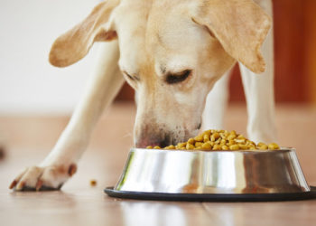 Comment amener votre chien à manger plus lentement