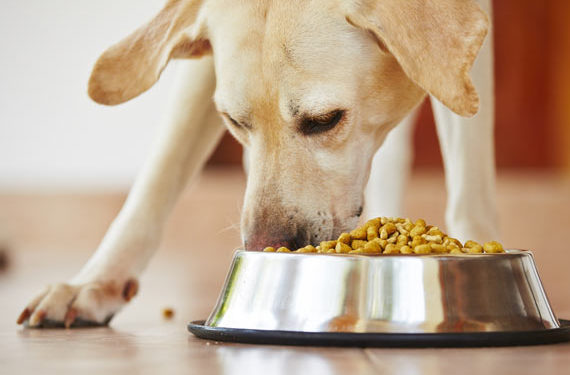 Comment amener votre chien à manger plus lentement