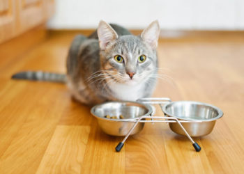 Comment faire boire plus d’eau à votre chat