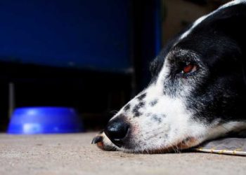 Comment faire manger votre chien »wiki utile Qu’est-ce qui pousse les chiens à cesser de manger?