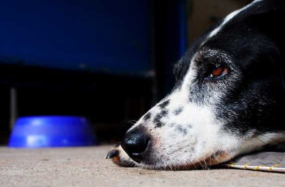 Comment faire manger votre chien »wiki utile Qu’est-ce qui pousse les chiens à cesser de manger?
