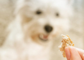 Comment l’alimentation peut provoquer une hyperthyroïdie chez les chiens »wiki utile Gérez l’hyperthyroïdie de votre chien à la maison avec ce changement simple