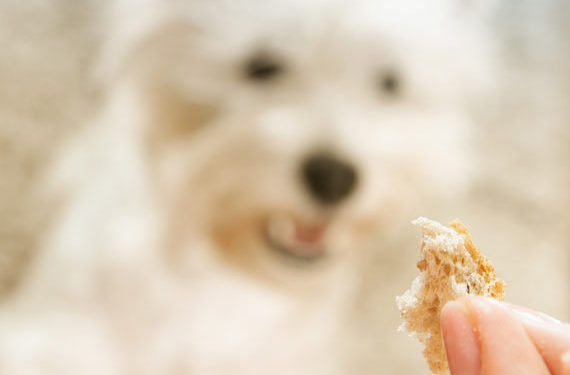 Comment l’alimentation peut provoquer une hyperthyroïdie chez les chiens »wiki utile Gérez l’hyperthyroïdie de votre chien à la maison avec ce changement simple