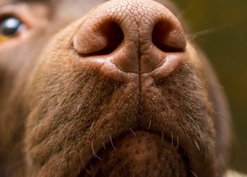 Comment les chiens renifleurs de cancer peuvent détecter le cancer du poumon