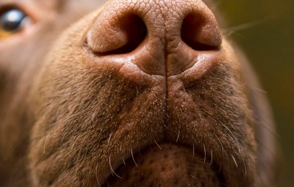 Comment les chiens renifleurs de cancer peuvent détecter le cancer du poumon