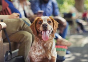 Comment les dents pourries peuvent affecter la santé de votre chien