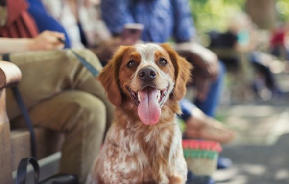 Comment les dents pourries peuvent affecter la santé de votre chien