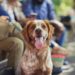 Comment les dents pourries peuvent affecter la santé de votre chien