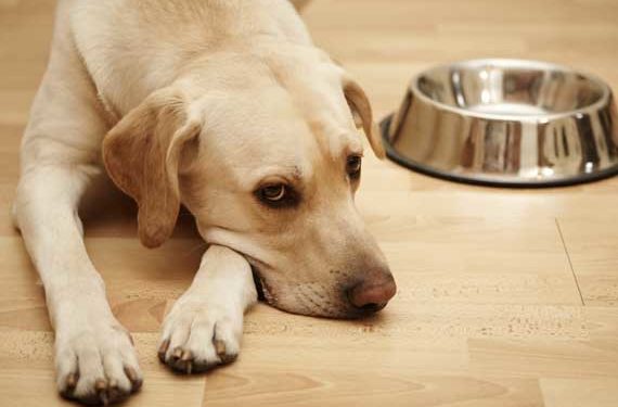 Comment nourrir le chien avec un méga-œsophage