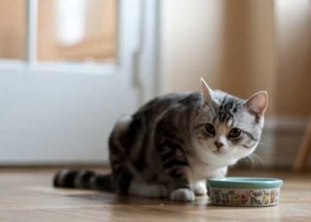 Comment passer de la nourriture sèche à la nourriture en conserve pour chats