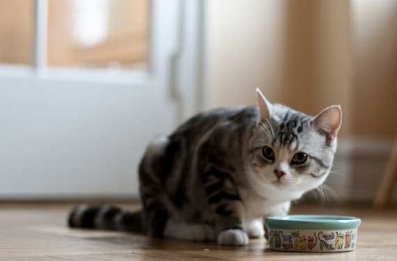 Comment passer de la nourriture sèche à la nourriture en conserve pour chats