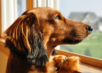 Comment prendre soin de votre chien au moment de COVID-19