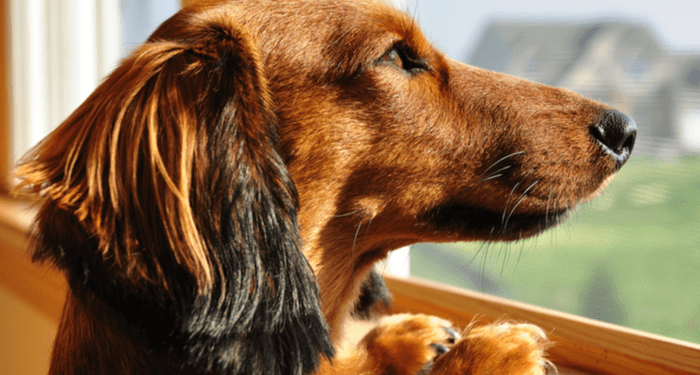 Comment prendre soin de votre chien au moment de COVID-19