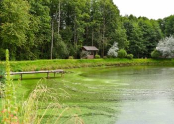 Comment protéger votre animal contre les algues bleu-vert toxiques