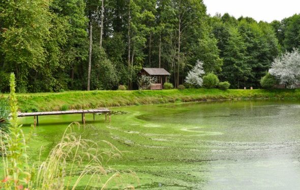 Comment protéger votre animal contre les algues bleu-vert toxiques