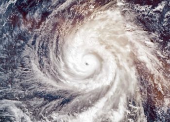 Comment se préparer à un ouragan avec des animaux domestiques